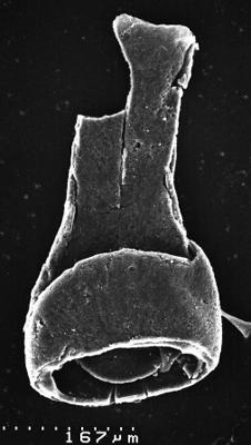 <i><i>Chitinozoa</i> | Määranguta</i><br />Varangu stratotype outcrop,  m, Tremadocian (1537-4)