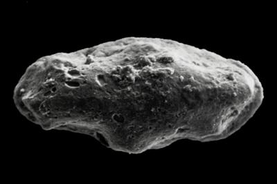 https://files.geocollections.info/large/ad/1d/ad1d5b95-7766-44f7-b269-52dd4694104d.jpg