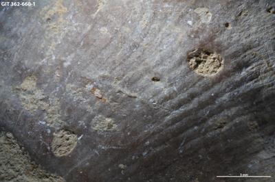 <i>Trypanites isp.</i><br />Tapa,  m, Vormsi Stage