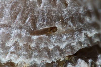 <i></i><br />Kohtla-Järve,  m, Kukruse Stage