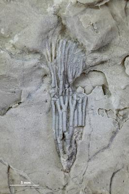 https://files.geocollections.info/large/ad/2d/ad2d76b9-a902-43b5-86aa-603d0b2754d4.jpg
