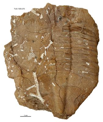 https://files.geocollections.info/large/ad/43/ad4362cd-3d7b-448e-87f6-c0b289bc2844.jpg