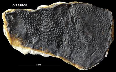 https://files.geocollections.info/large/ad/4d/ad4db044-1551-47eb-91cc-1b46403f13cf.jpg