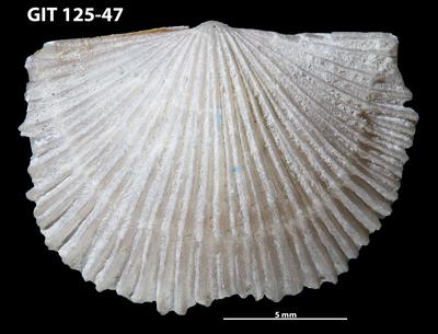 https://files.geocollections.info/large/ad/8e/ad8e55f1-2e2f-4e1a-852b-bcb8353079f9.jpg