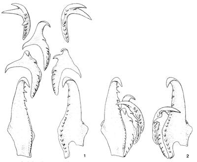 Jaw apparatus of Hadoprion cervicornis (from Bergman & Eriksson, 1998, fig. 5)