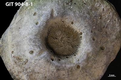 <i></i><br />Rööpli Cliff, Kõinastu,  m, Adavere Stage