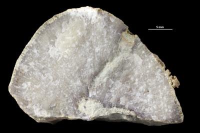 <i>Trypanites isp.</i><br />Sõmeru,  m, Keila Stage