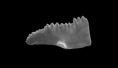 https://files.geocollections.info/large/ad/ea/adeafd1a-b77f-4165-8851-ed3a6e9d115c.jpg