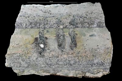 Gastrochaenolites oelandicus