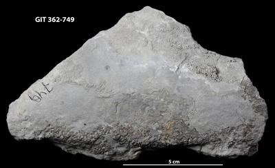 <i></i><br />Ohesaare cliff,  m, Ohesaare Stage