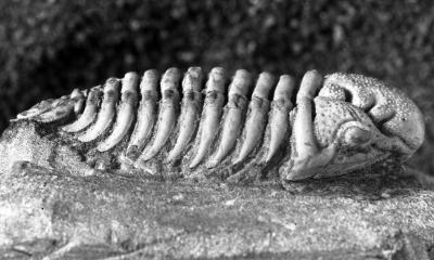 https://files.geocollections.info/large/ae/3a/ae3a2917-8e28-4ef2-b10b-9f260294761d.jpg
