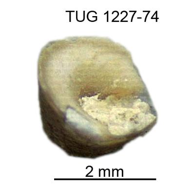https://files.geocollections.info/large/ae/43/ae439ccb-e805-4cb7-96b6-711e76c82790.jpg