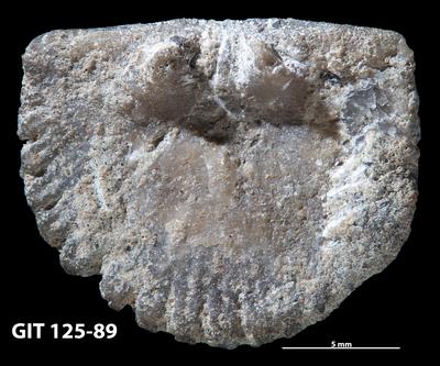 https://files.geocollections.info/large/ae/61/ae61b2a4-97ba-49ed-a12a-98797c6477d8.jpg