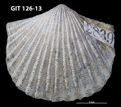 https://files.geocollections.info/large/ae/90/ae90a6fd-e9fb-40fb-bb73-b0a668ba8271.jpg