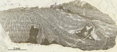 https://files.geocollections.info/large/ae/9b/ae9b6f47-49a8-443f-bd12-bc379ef61cc1.jpg