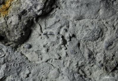 <i>Trypanites isp.</i><br />Vasalemma quarry,  m, Keila Stage