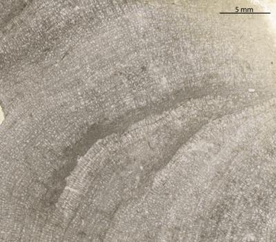 https://files.geocollections.info/large/ae/f1/aef126b5-d665-4617-89c2-ef877d65af21.jpg