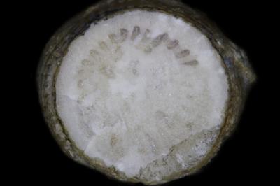 https://files.geocollections.info/large/ae/f3/aef3a32c-c8db-4345-ae9b-52453d637e36.jpg