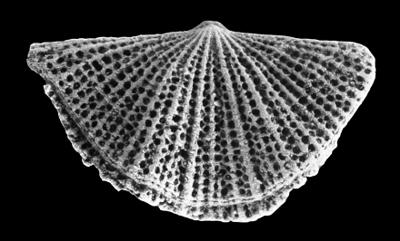 https://files.geocollections.info/large/ae/ff/aeff1a42-b66f-4ce4-a98e-513eb7724c2f.jpg