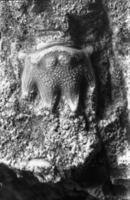 https://files.geocollections.info/large/af/00/af003a45-1ade-483e-9606-b099c231a0d0.jpg