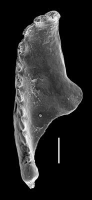 <i>Oenonites cf. marlenediesae</i><br />West Anticosti coastal outcrops, Canada,  m, Katian