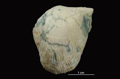 https://files.geocollections.info/large/af/1b/af1bd976-7df1-4ad6-bae7-545b142772b3.jpg