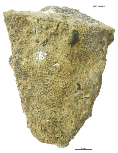 https://files.geocollections.info/large/af/37/af375cd8-5379-47f5-a052-9cd7e05bc318.jpg
