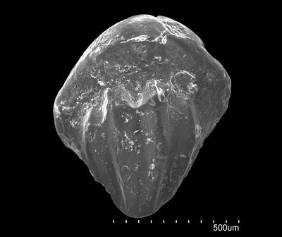 https://files.geocollections.info/large/af/3d/af3d5905-d088-40ab-807b-24be06397f53.jpg