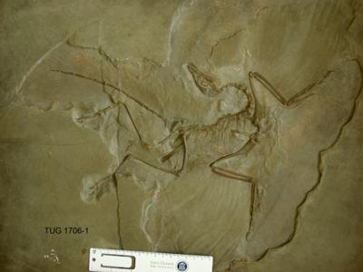 https://files.geocollections.info/large/af/4f/af4f3fdd-1dcc-46c4-b791-f4dd479140e4.jpg