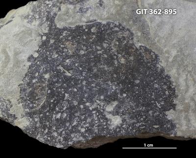 <i>Trypanites isp.</i><br />Ohesaare cliff,  m, Ohesaare Stage