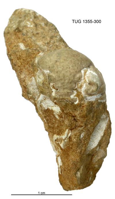 https://files.geocollections.info/large/af/63/af638bb3-4730-4554-aa96-a353b505c242.jpg