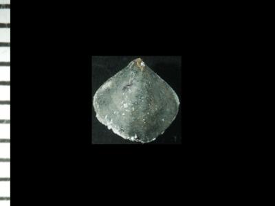 https://files.geocollections.info/large/af/73/af73a9e0-5aa4-4e34-a7fc-12d9f8a677e8.jpg