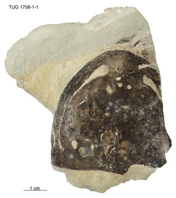 https://files.geocollections.info/large/af/7b/af7bb36b-4b78-4564-bab8-6d8c55766c4a.jpg