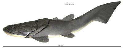https://files.geocollections.info/large/af/9a/af9a9b96-bfd5-4850-9428-173ce272d783.jpg