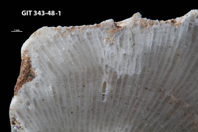 https://files.geocollections.info/large/af/9b/af9bcad2-5e98-4c1f-a735-ea4e22c3e3d6.jpg