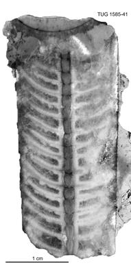 https://files.geocollections.info/large/af/a7/afa712f1-282b-446e-a4bc-e8b34abe9944.jpg