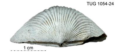 https://files.geocollections.info/large/af/b2/afb2392e-a34e-4334-a5ae-6e41a8df9512.jpg