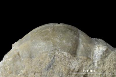 https://files.geocollections.info/large/af/b8/afb8bd11-627f-4f45-8d72-d36712b55fc3.jpg