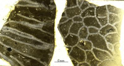 https://files.geocollections.info/large/af/c1/afc1af85-e734-4a4b-bd47-c9c4552ce33c.jpg
