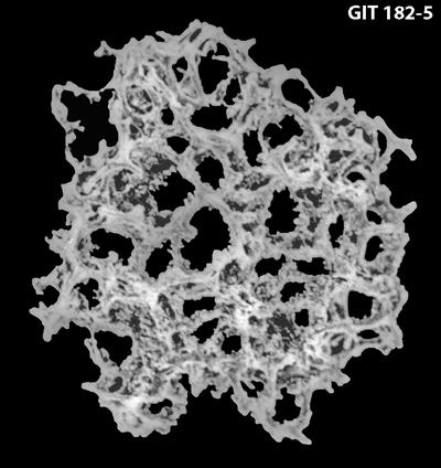 https://files.geocollections.info/large/af/ce/afce3215-8ff6-4067-afa4-bf3e2d8bc67a.jpg