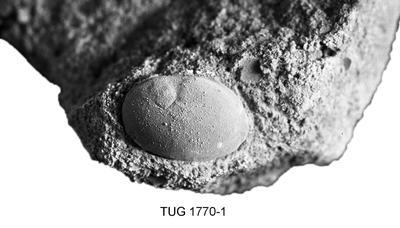 https://files.geocollections.info/large/af/f6/aff637ed-fc9d-4a23-8562-85ba74be205e.jpg