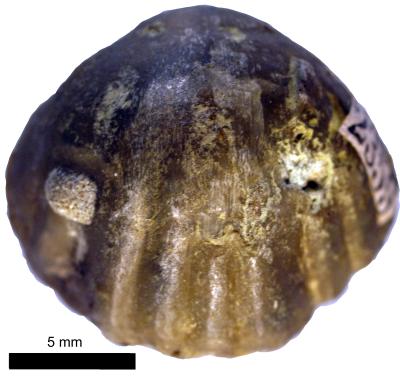 https://files.geocollections.info/large/b0/15/b015ec65-86dc-4ed2-a794-a3c6e1fbda87.jpg