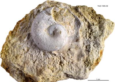 https://files.geocollections.info/large/b0/36/b036975d-5247-4e56-9e17-023b629743b5.jpg