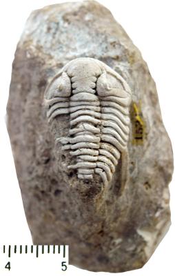 https://files.geocollections.info/large/b0/44/b044452b-dea2-40d6-8db2-83599bbabbb5.jpg