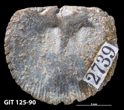 https://files.geocollections.info/large/b0/95/b0954e7b-9c14-426e-804f-a64a64947330.jpg