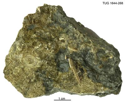 https://files.geocollections.info/large/b0/99/b099fbf1-aea5-4e3b-9a62-36f8c0bf9055.jpg