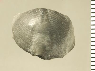 https://files.geocollections.info/large/b0/cc/b0cccccd-beb7-40aa-819e-6dc194da6182.jpg