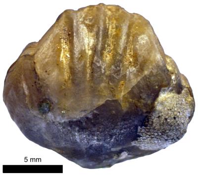 https://files.geocollections.info/large/b0/f2/b0f264cc-4d6e-41fc-a4a7-47edf92dbad0.jpg