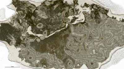 https://files.geocollections.info/large/b1/0d/b10d54a2-f959-4cdc-af32-79cbc1ae5bf5.jpg