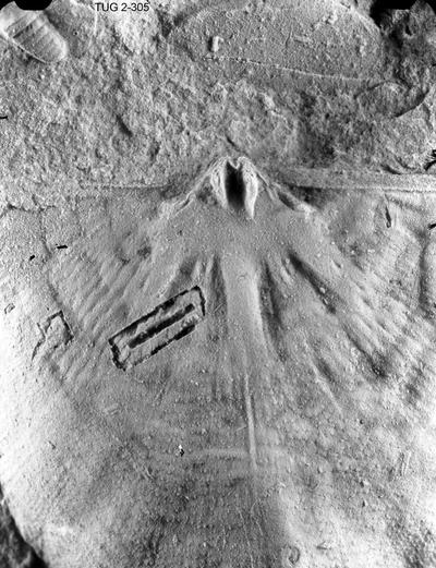 https://files.geocollections.info/large/b1/27/b127e2e1-a2d4-4bc2-b2cf-a02ebb9e4867.jpg